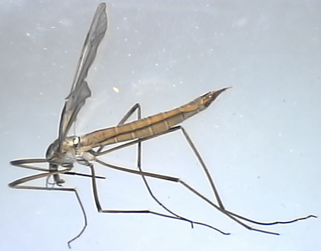 Tipula paludosa